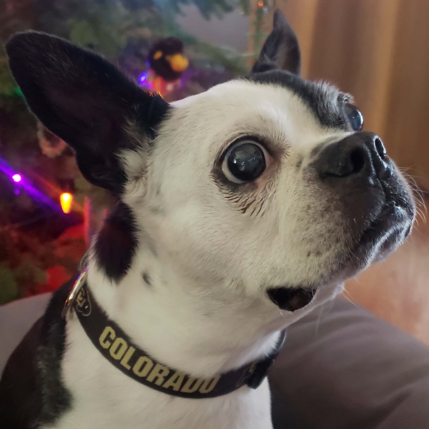CU Small Dog Collar